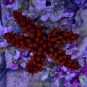 Burgundy Knobby Starfish