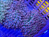 Pink Tip Bubble Tip Anemone 2-3”