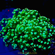 Indo green Frogspawn