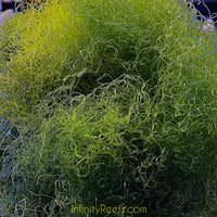 Chaetomorpha Refugium Macro Algae