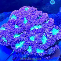 Purple & Green Blastomussa Colony