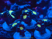 Black Hole Sun Candy Cane (per polyp)