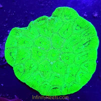 Australian Moon Coral - Asst’d