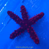 Burgundy Knobby Starfish