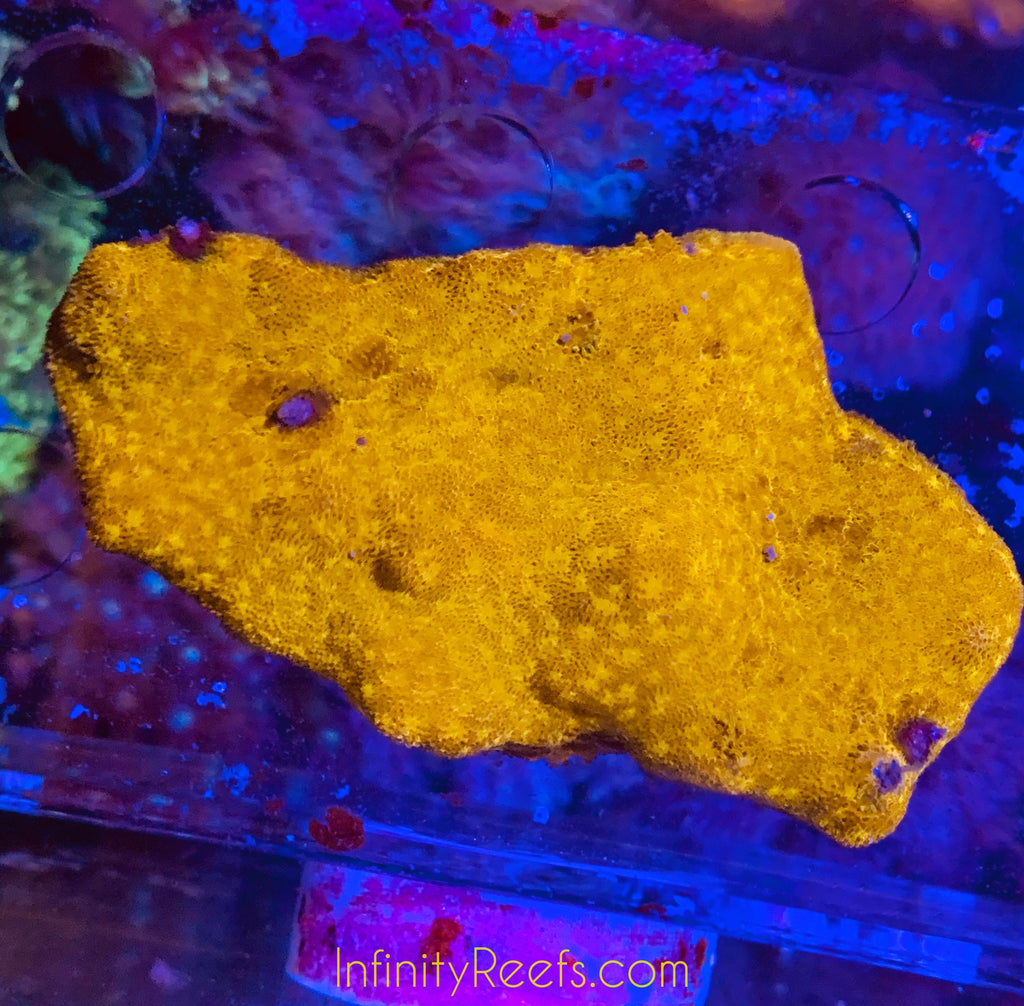 Metallic gold Psammacora Chalice Coral