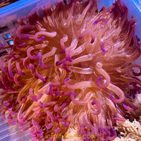 Purple Frost Pacific Long Tentacle Anemone