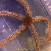 Brittle Starfish