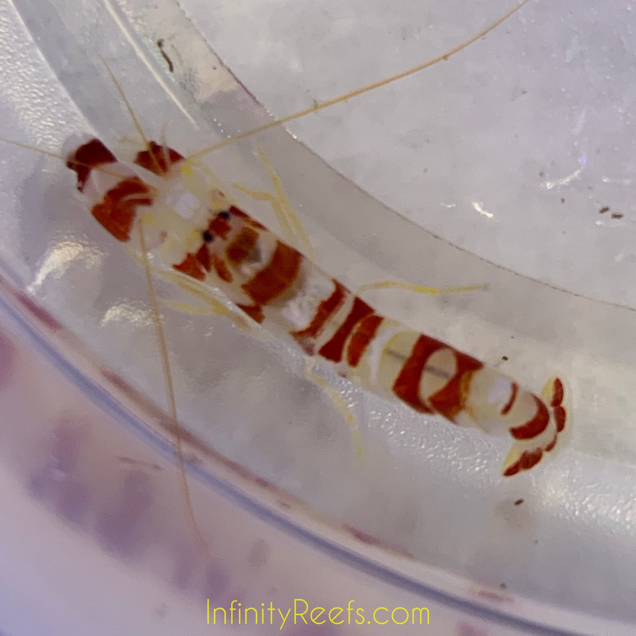 Candy Cane Pistol Shrimp Infinity Reefs