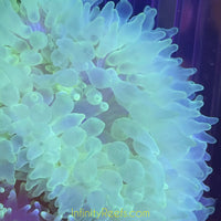 Highlighter Bubbletip Anemones