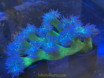Duncan Coral Colonies