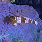 Sexy Dancer Shrimp