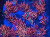 Acid Washed Red Bubbletip Anemone - AquaCultured
