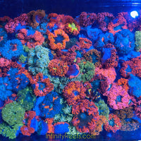 Rock Flower Anemones - Ultra Colors