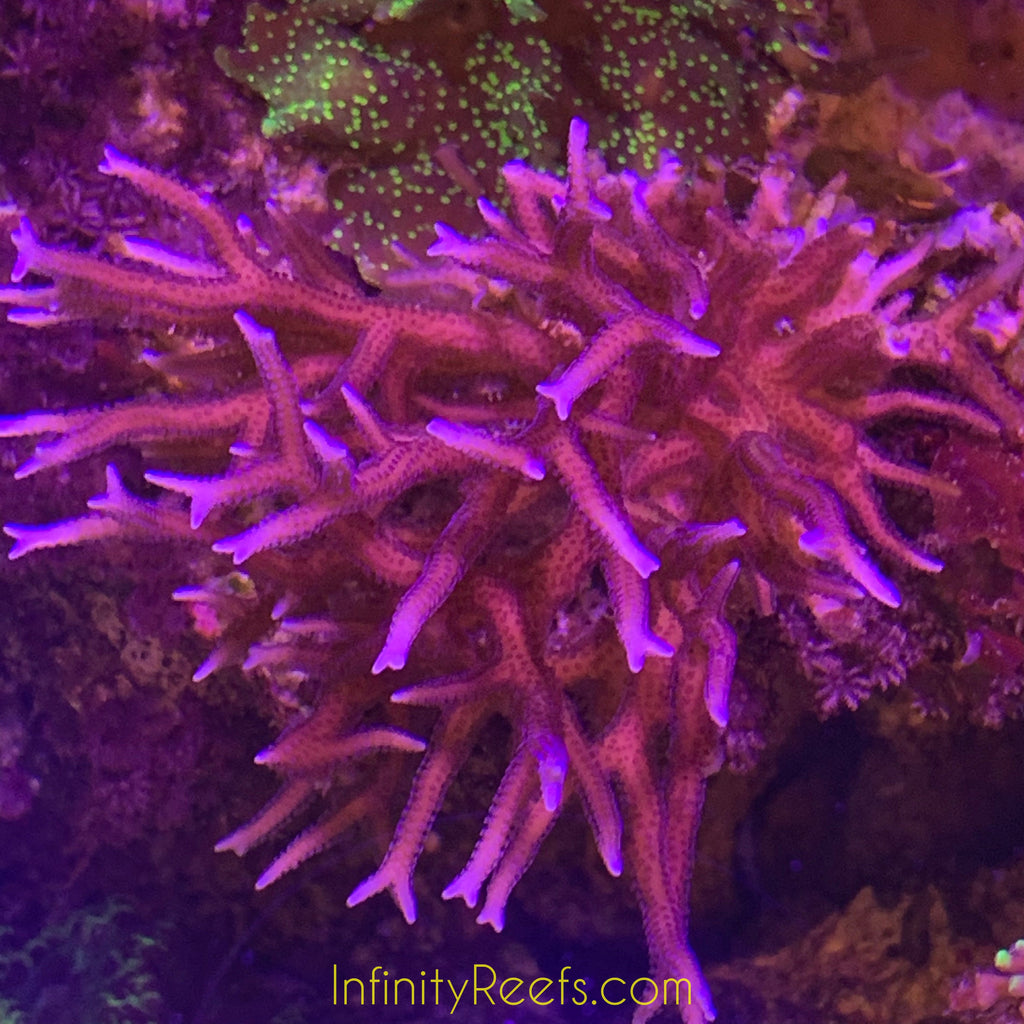 Pink Birdsnest Coral (FRAG)