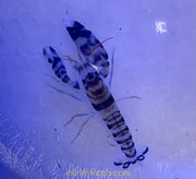 Tiger Pistol Shrimp