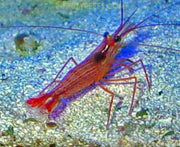 Peppermint Shrimp